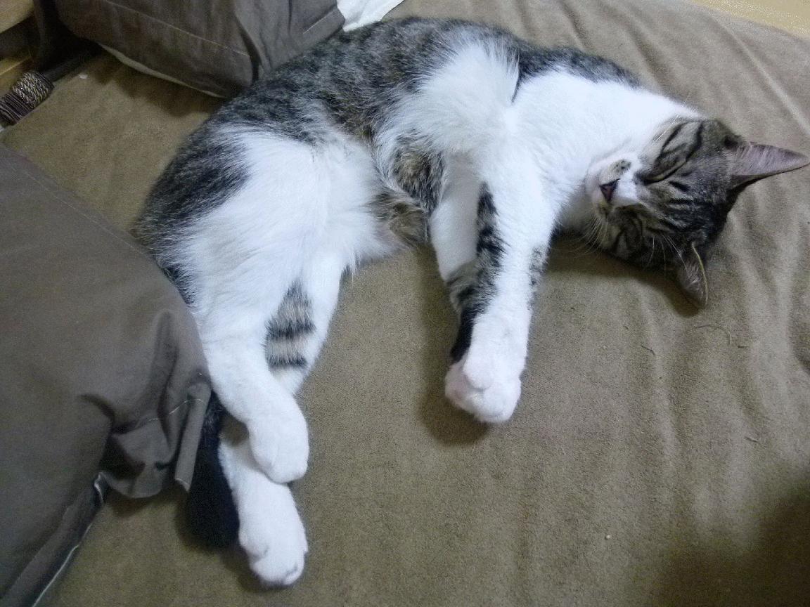 节奏暴君与精密齿轮，楚阿梅尼如何在塞内加尔的律动中定义冠军中场