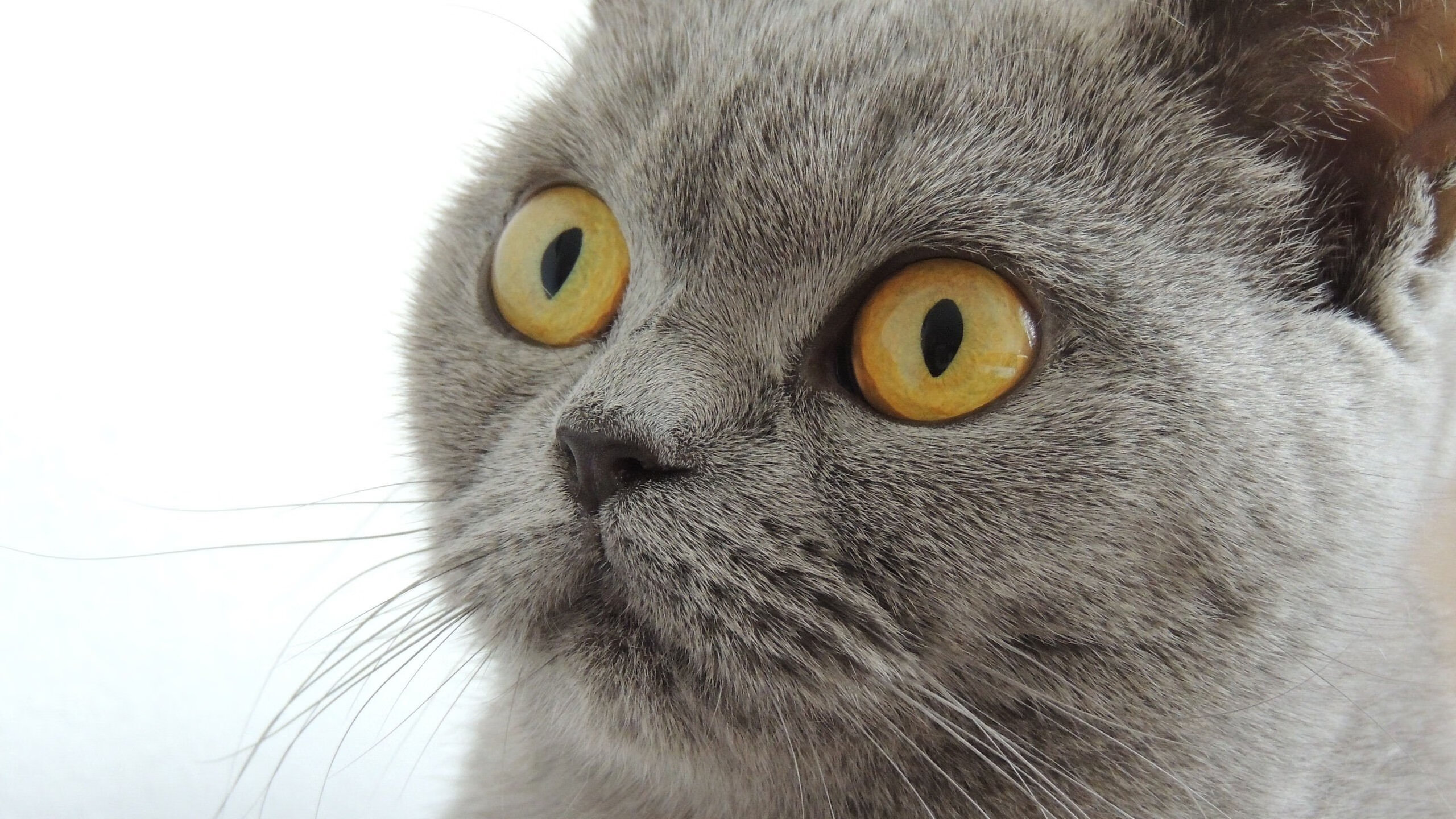 平行宇宙的绿茵场，当马赛在拉巴斯高原迎战玻利维亚，皮克如何以思维持续制造杀伤？