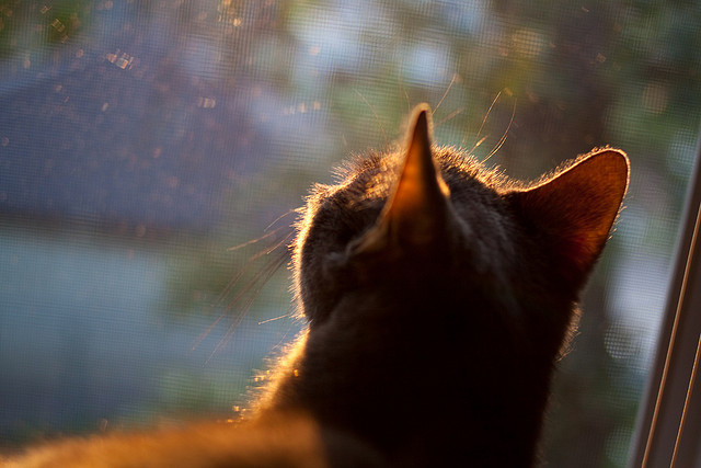 格纳布里爆发,德国生死战力擒尼日利亚