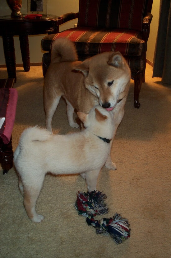 唯一性的胜利，英格拉姆连续得分拉开差距，辽宁队带走湖人