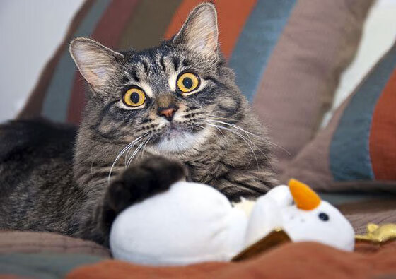 无争议的统治力，伦纳德全场最佳背后，老鹰节奏掌控雄鹿的战术启示