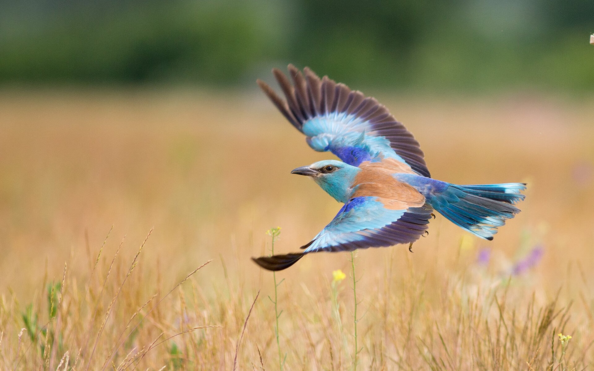 当广东队化身杜兰特，对阵吉林的硬仗试金石